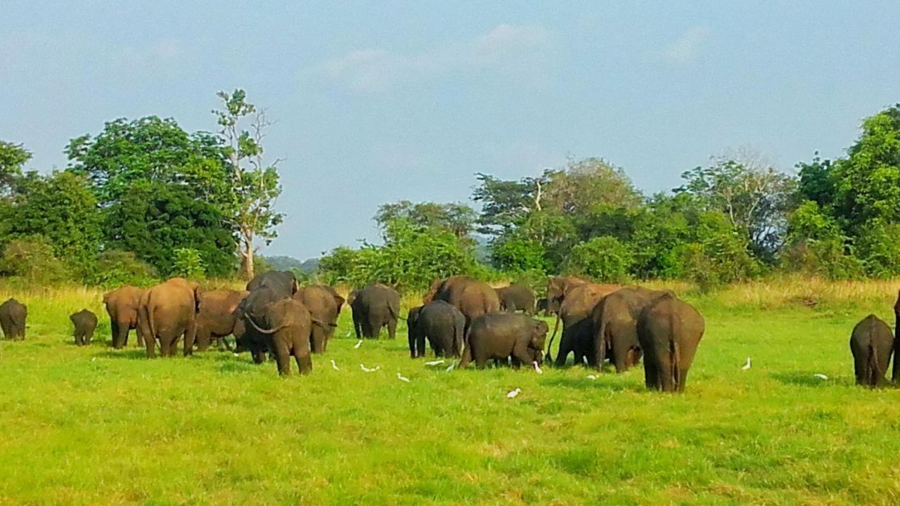 Kashyapa Kingdom View Homestay